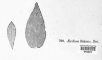 Uromyces behenis image